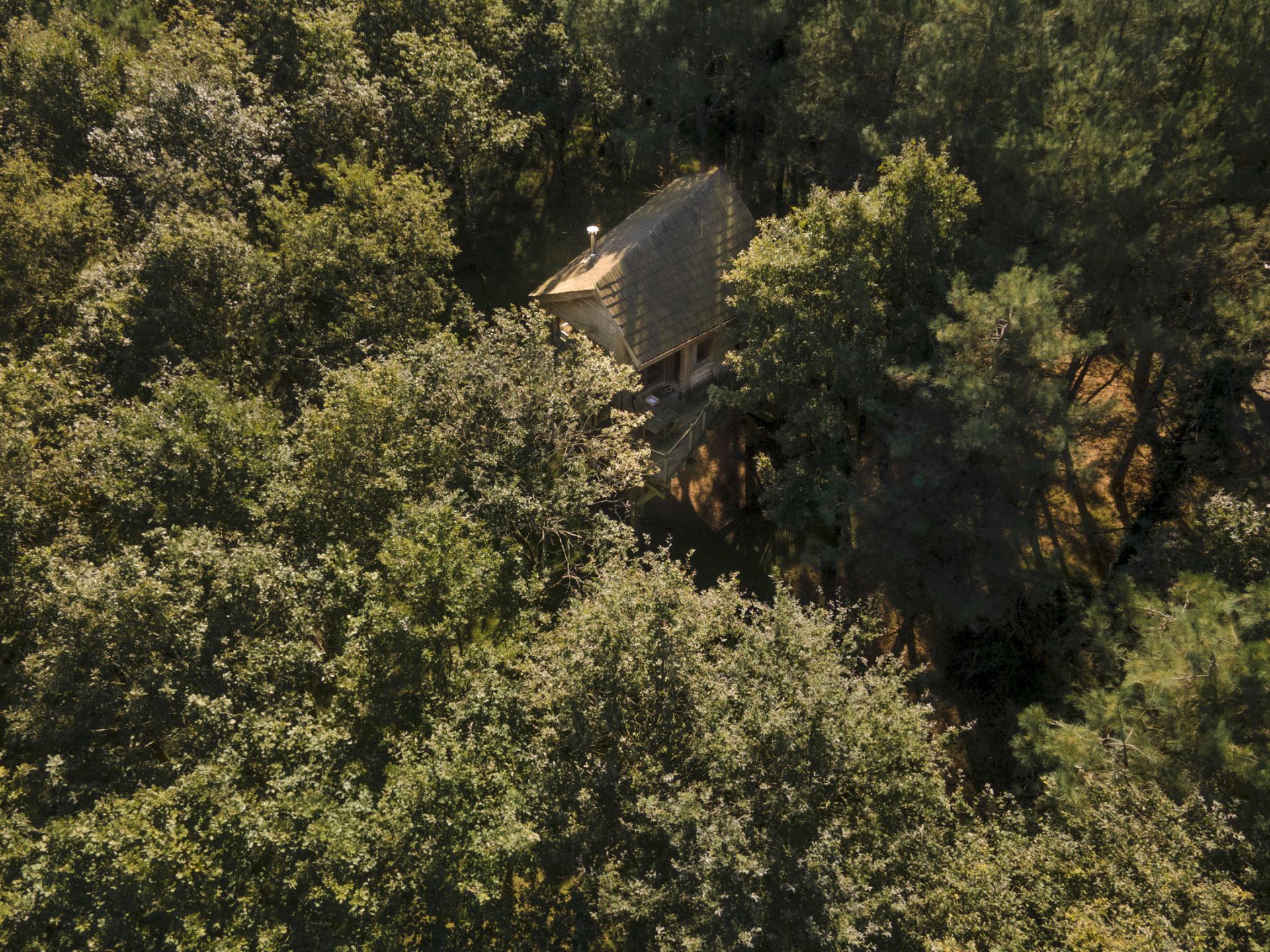 cabane de l'écureuil