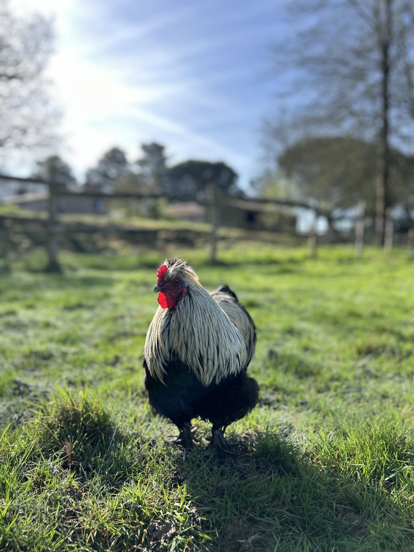 coq repaire du hibou