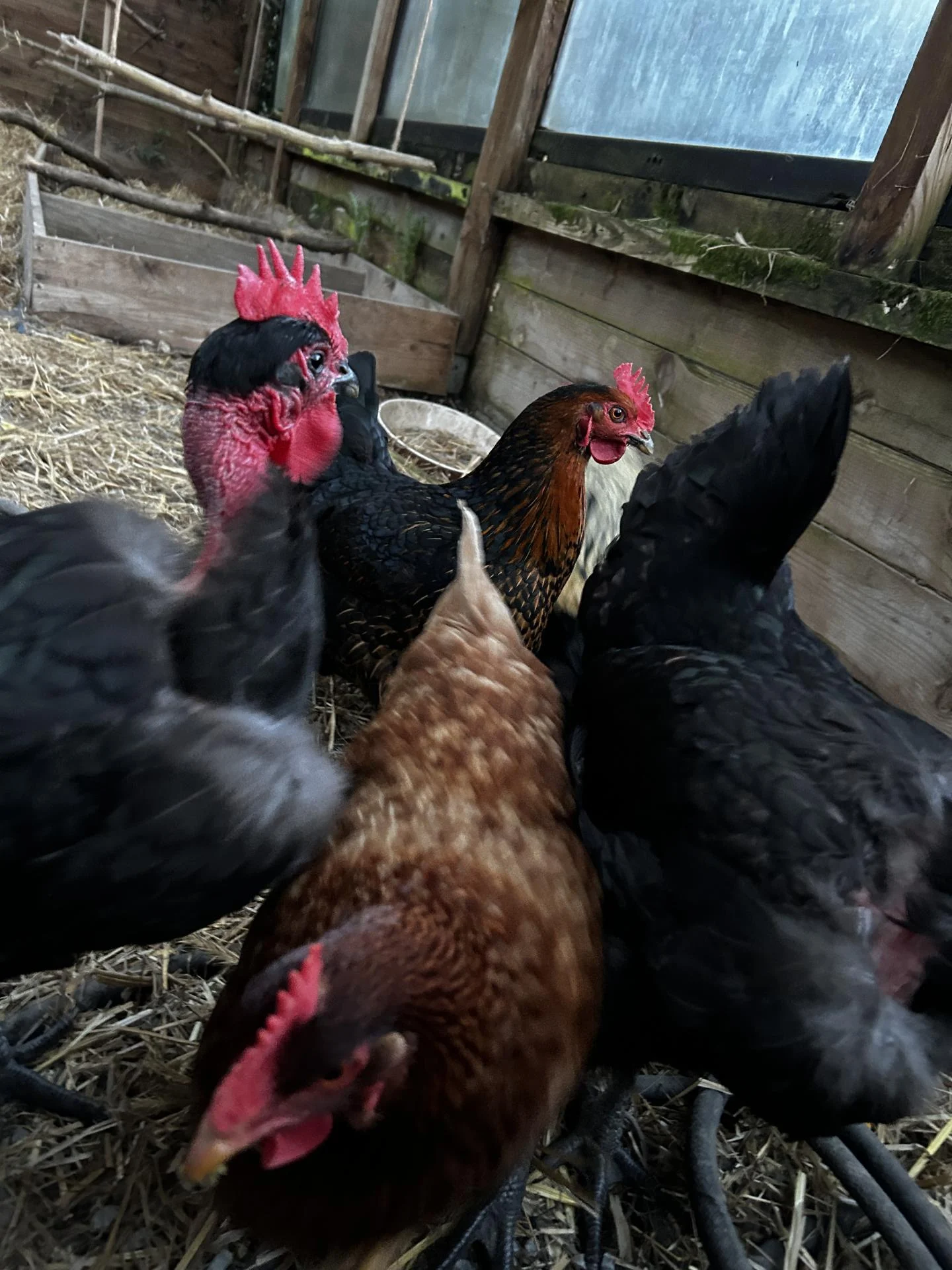 poule repaire du hibou